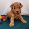 Poodle/Pudel miniatura