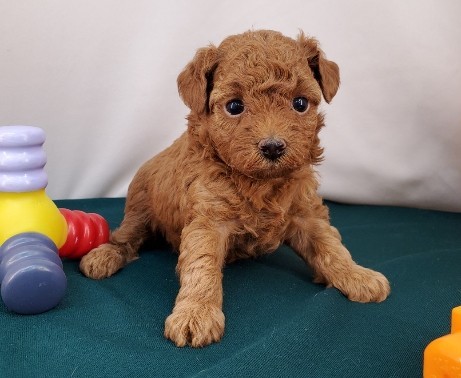 Poodle/Pudel miniatura