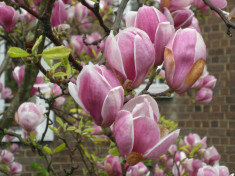 Magnolia roz (Magnolia soulangeana) foto