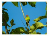 Tablou Canvas, "Papagalul vibrant printre frunze verzi", Papagal, Ramură, Frunze, Cer, Albastru, Verde, Colorat, Natură, Exotica, Tropical., 39 x 26 c