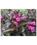 Weigela florida Foliis Purpureis C2