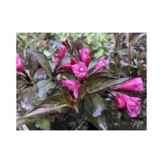 Weigela florida Foliis Purpureis C2