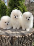 Pomeranian 2 baieti si o fetita disponibili