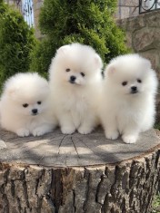 Pomeranian 2 baieti si o fetita disponibili