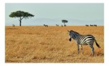 Tablou Canvas, "Zebră &icirc;n savana africană aurie", Zebră, Savana, Copac, Iarbă, Cer, Distanță, Căldură, Natură, Sălbăticie, 39 x 26 cm, CMCLASS