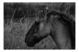 Tablou Canvas, "Un cal singuratic &icirc;n amurg", Calm, Elegance, Nature, Serenity, Grace, Equine, Tranquility, Beauty, 39 x 26 cm, CMCLASS