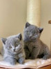 Vand puiuti British Shorthair