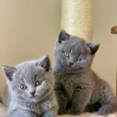 Vand pui de pisica british shorthair