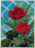 Bnk cp Carte postala 3D - Trandafiri - Elvetia - Toppan KD-1114, Necirculata, Printata