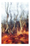 Tablou Canvas Dansul Eteric al Copacilor Toamna Multicolor, 26 x 39 cm, CMCLASS