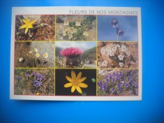 HOPCT 91030 FLORI-FLORA DIN MUNTI - FRANTA-CIRCULATA foto