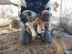 PUI KANGAL MALAKLI foto