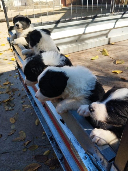 Pui de cățel Border colie