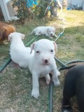 Căței amstaff