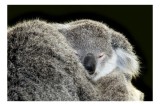 Tablou Canvas, "Visul liniștit al puiului de koala", Somn, Bl&acirc;ndețe, Căldură, Blană, Koala, Liniște, Odihnă, 39 x 26 cm, CMCLASS