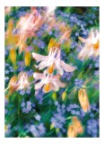 Tablou Canvas Flori &icirc;n Nuanțe Delicate, Artă Murală Delicată, 26 x 39 cm, CMCLASS