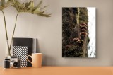 Tablou Canvas, "Ciuperci cresc&acirc;nd pe trunchiul copacului", Ciuperci, Trunchi, Mușchi, Natură, Pădure, Textură, Organic, Lemn, Creștere, Sălbatic., 26
