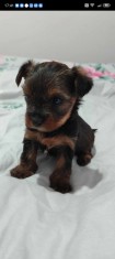V&amp;acirc;nd Yorkshire foto