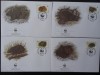 Jamaica-WWF,FDC fauna-set complet