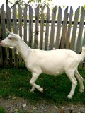 Capra tanara, provenienta rasa Saanen