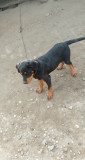 Rottweiler disponibilă