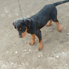 Rottweiler disponibilă