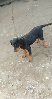 Rottweiler disponibilă foto