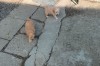 Căței caniche
