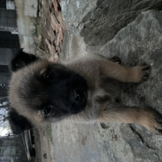 Pui Malinois Belgian