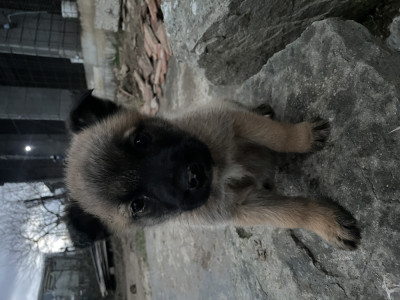 Pui Malinois Belgian foto