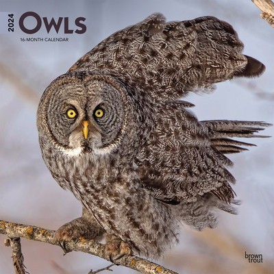 Owls 2024 Square foto