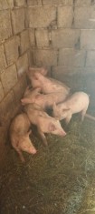 Vand purcei de 8 saptamani foto