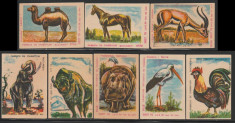 Animale - Set 8 etichete chibrituri romanesti, RSR anii 1979-1980 foto