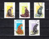 A12 S2 3 - Timbre foarte vechi - Afganistan - pisici, Fauna, Stampilat