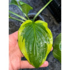 Hosta Ivory Coast, 1 buc