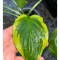 Hosta Ivory Coast, 1 buc