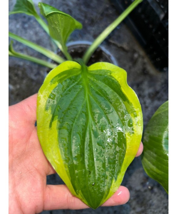 Hosta Ivory Coast, 1 buc