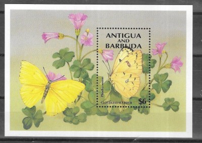 ANTIGUA 1994 FAUNA INSECTE FLUTURI foto