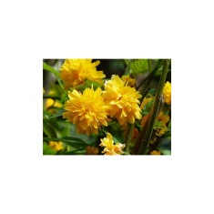 Teisor, Kerria japonica Pleniflora C2