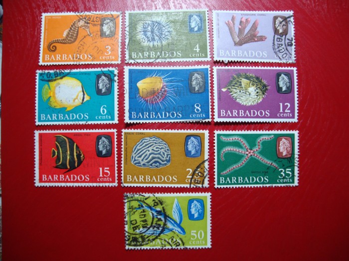BARBADOS ELISABETA II FAUNA MARINA