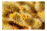 Tablou Canvas Flori Cactuși &icirc;n Ariditate și Soare, 39 x 26 cm, CMCLASS