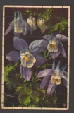 CPIB 20812 FELICITARE - AQUILEGIA ALPINA - EDITURA THOR SI GYGER, NECIRCULATA, Printata