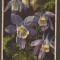 CPIB 20812 FELICITARE - AQUILEGIA ALPINA - EDITURA THOR SI GYGER, NECIRCULATA