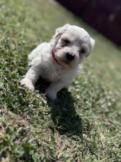 Pui Bichon -sănătoși și jucăuși