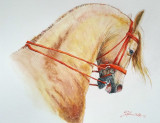 Acuarela armasar andaluz, Animale, Realism