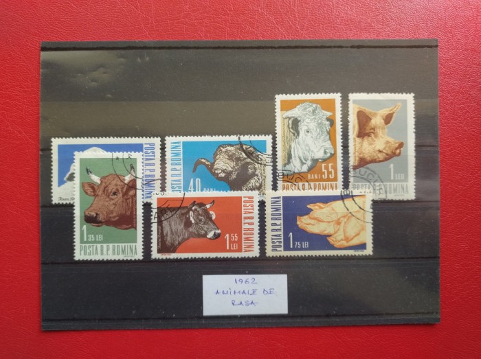 1962 - ANIMALE DE RASA