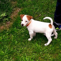 Pui Jack Russell Terier