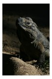 Tablou Canvas, "Iguana &icirc;n lumina misterioasă a apusului", &Icirc;ntuneric, Umbră, Iguana, Textură, Piele, Rocă, Privire, Detaliu, Sol, Contrast, Lumină, 26