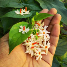 Nyctanthes arbor-tristis - IASOMIE DE NOAPTE DE ARABIA - 5 seminte