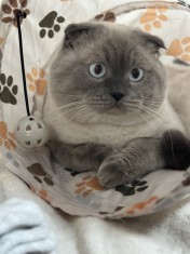 Motan Scottish Fold